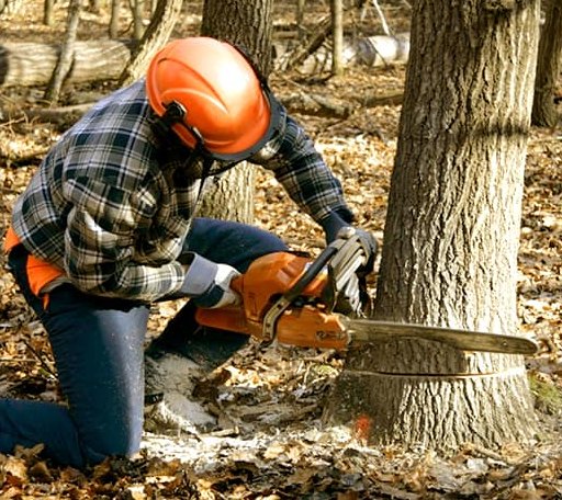 Tree Removal in Rodney, MI